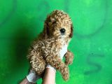 Uygun Puanlı Poodle Bebek