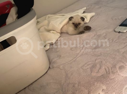 Lili Yeni Yuvasını Arıyor görsel