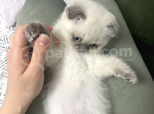 Lili Yeni Yuvasını Arıyor görsel