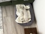Lili yeni yuvasını arıyor