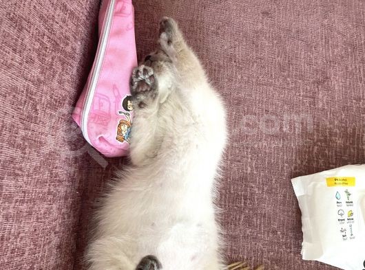 Lili Yeni Yuvasını Arıyor görsel