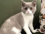 3 Aylık British Shortair Fawn Bicolor