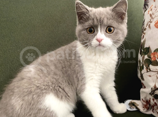 3 Aylık British Shortair Fawn Bicolor