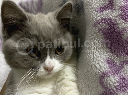 3 Aylık British Shortair Fawn Bicolor görsel