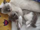3 Aylık British Shortair Fawn Bicolor