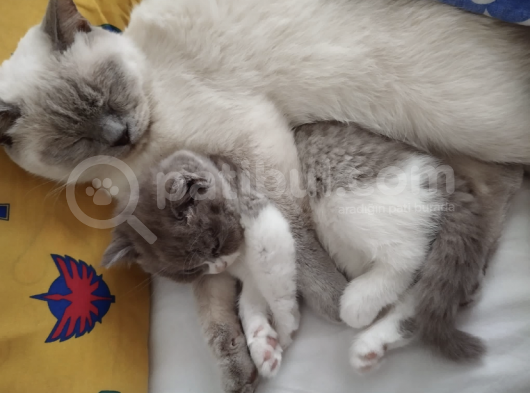 3 Aylık British Shortair Fawn Bicolor görsel