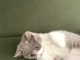 3 Aylık British Shortair Fawn Bicolor