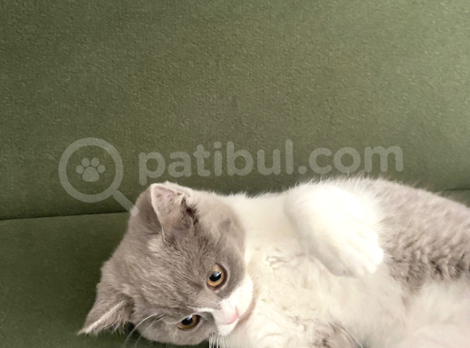 3 Aylık British Shortair Fawn Bicolor görsel