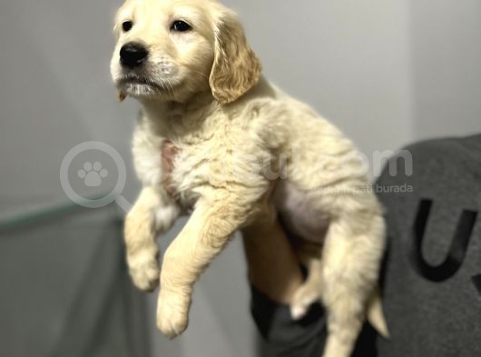 Üst Kalite Golden Bebegimiz görsel