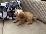Toy Poodle