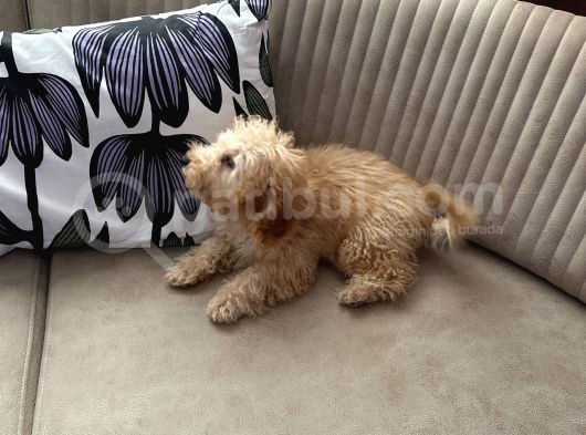 Toy Poodle görsel