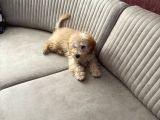 Toy poodle