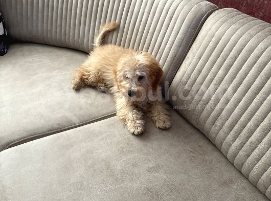 Toy Poodle