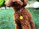 2 Aylık Erkek Poodle
