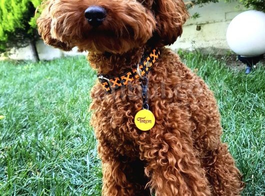 2 Aylık Erkek Poodle görsel