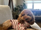 2 Aylık Erkek Poodle