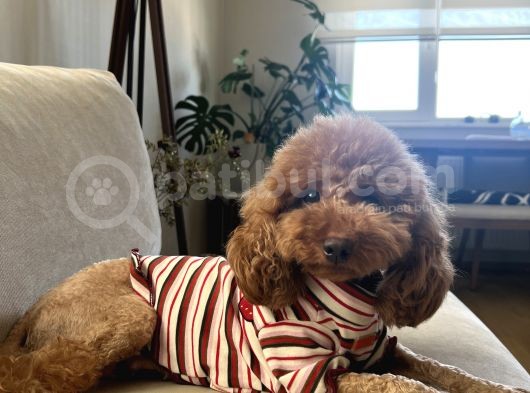 2 Aylık Erkek Poodle görsel