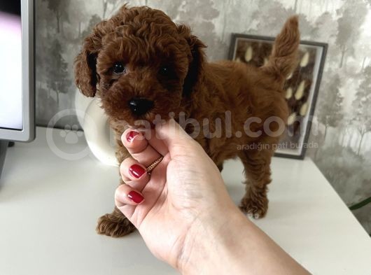 2 Aylık Erkek Poodle görsel