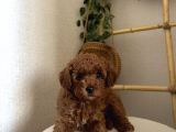 2 aylık erkek poodle