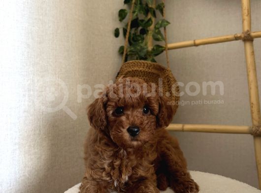 2 Aylık Erkek Poodle