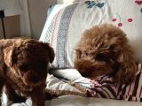 2 Aylık Erkek Poodle