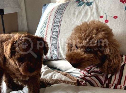 2 Aylık Erkek Poodle görsel