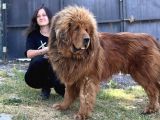 Tibet Mastiff Yavruları
