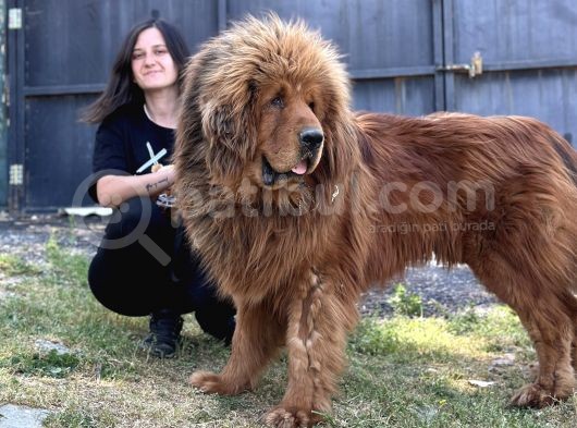 Tibet Mastiff Yavruları görsel
