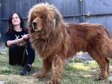 Tibet Mastiff Yavruları