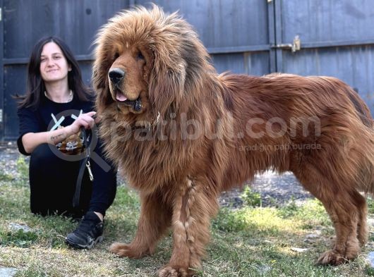 Tibet Mastiff Yavruları görsel
