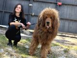 Tibet Mastiff Yavruları