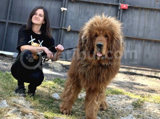 Tibet Mastiff Yavruları