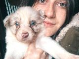 Border Collie Yavrularımız