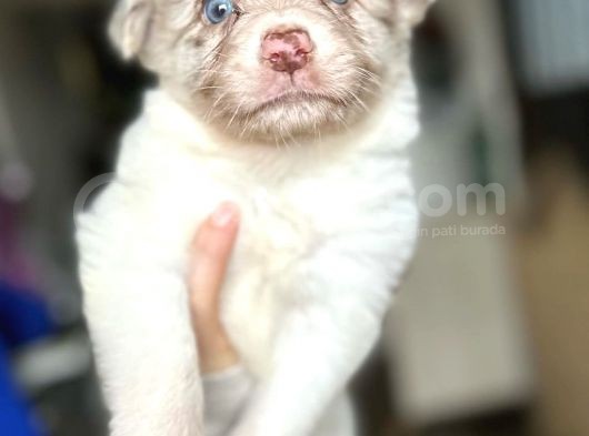 Border Collie Yavrularımız görsel