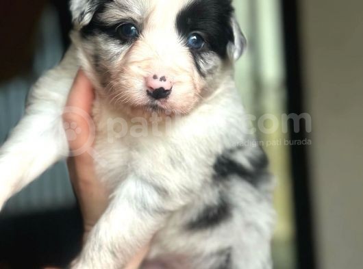 Border Collie Yavrularımız görsel