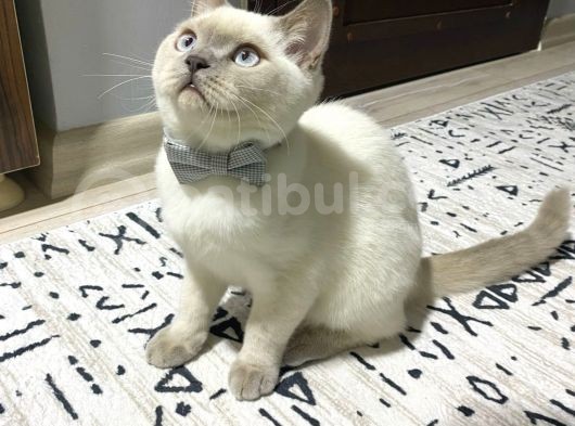 8 Aylık Erkek Kısırlaştırıldı Eşyaları Ile Birlikte Sahiplen