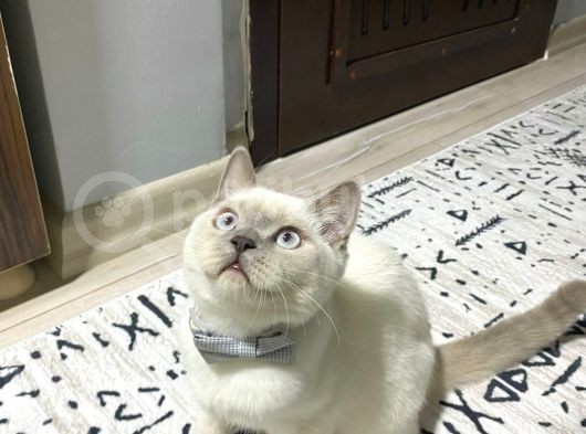 8 Aylık Erkek Kısırlaştırıldı Eşyaları Ile Birlikte Sahiplen görsel