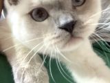 8 Aylık Erkek Kısırlaştırıldı Eşyaları Ile Birlikte Sahiplen