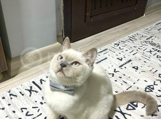 8 Aylık Erkek Kısırlaştırıldı Eşyaları Ile Birlikte Sahiplen görsel