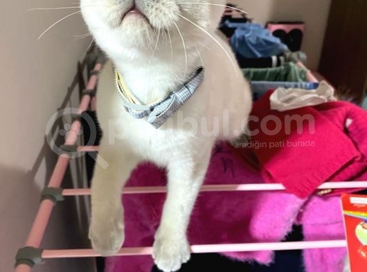 8 Aylık Erkek Kısırlaştırıldı Eşyaları Ile Birlikte Sahiplen görsel