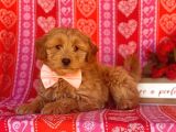 TOOY POODLE YAVRUMUZ 0 TEACUP 