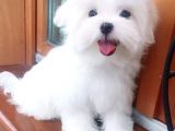 Maltesse Terrier Cinsi Güzel Yavrular 