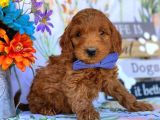 Tooy poodle cinsi yavrular DİŞİ erkek mevcuttur 