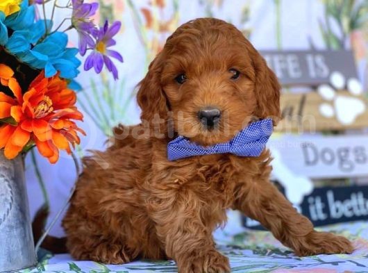 Tooy Poodle Cinsi Yavrular Di̇şi̇ Erkek Mevcuttur 