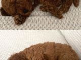 2 Aylık Erkek Poodle