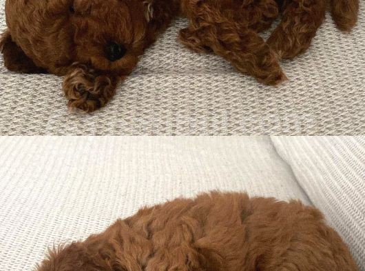 2 Aylık Erkek Poodle görsel