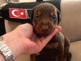 Ev ortamından doberman yavruları