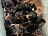 Ev Ortamından Doberman Yavruları