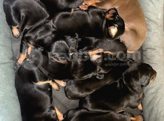 Ev Ortamından Doberman Yavruları görsel