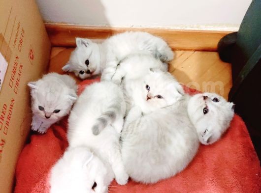 2 Aylık Yavrularımız Yeni Sahiplerini Bekliyor